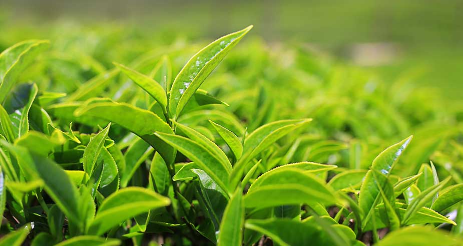 When it comes to green tea extracts, purity and compliance matters!